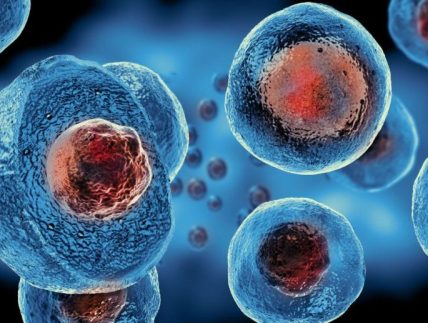 stem-cell